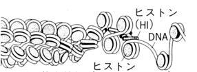 クロマチン構造.jpg