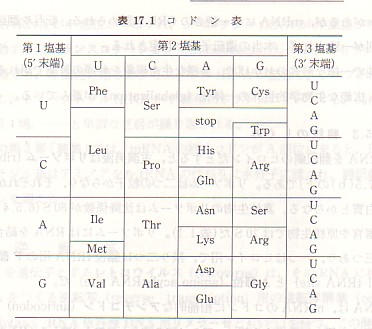 コドン表.jpg
