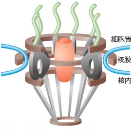 核膜孔