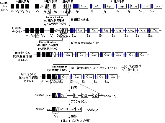 免疫グロブリン遺伝子の再編成.jpg