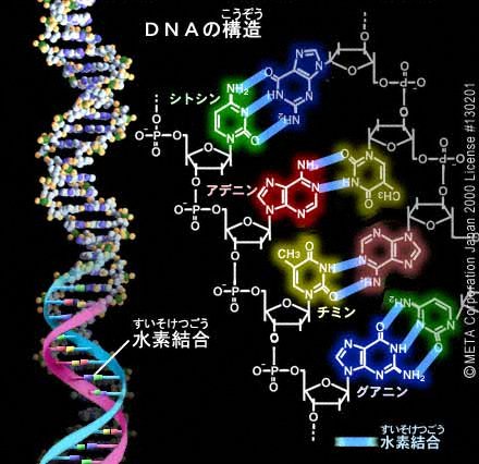 岡崎フラグメント～ＤＮＡの複製機構～: （元）京都にて