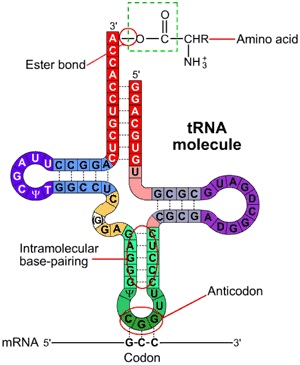 tRNA.jpg
